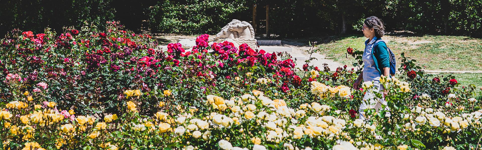 Marseille célèbre le centenaire de la Roseraie et accueille le "Grand Prix de la Rose"